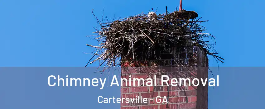  Chimney Animal Removal Cartersville - GA