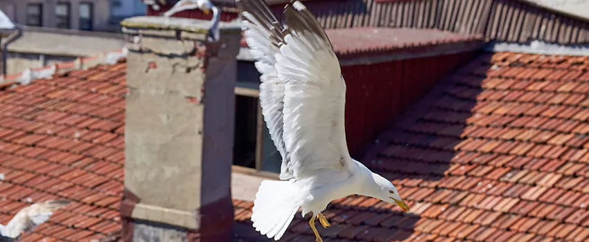 Residential Chimney Animal Removal Solution in Cartersville, GA